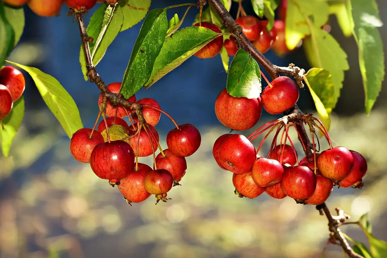 Hori Terrassendielen kaufen – Qualität für Ihren Garten